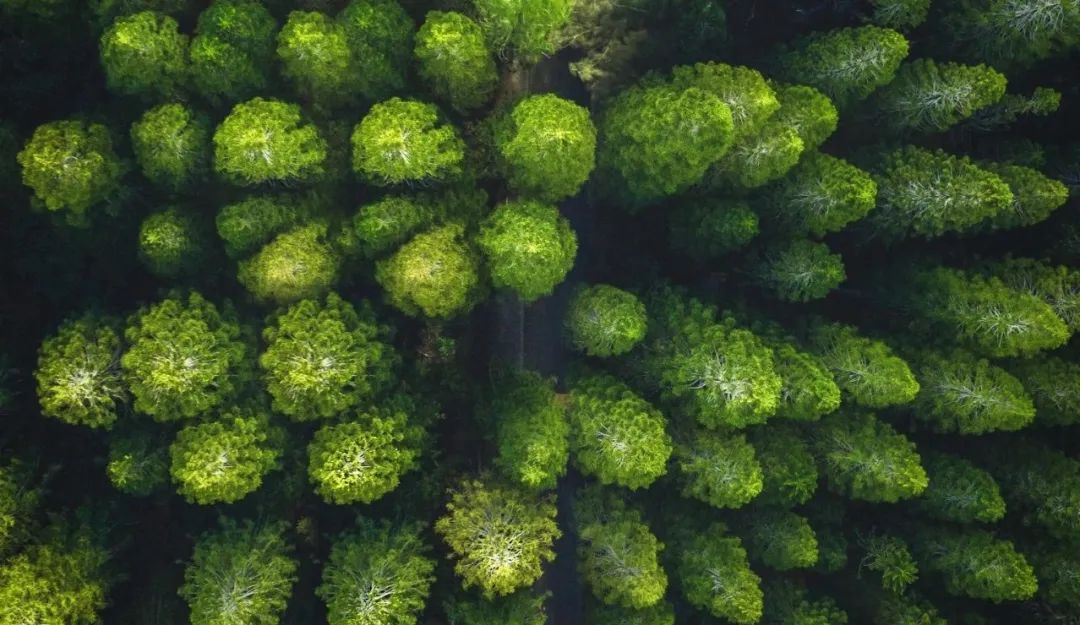 思嘉“樹”度 | 踐行綠色發(fā)展理念，厚植生態(tài)文明新底色